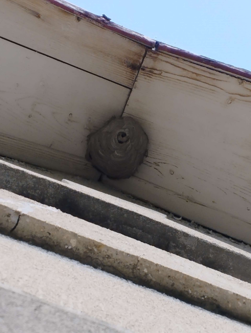 wespen-nest-basel Münchenstein.jpg