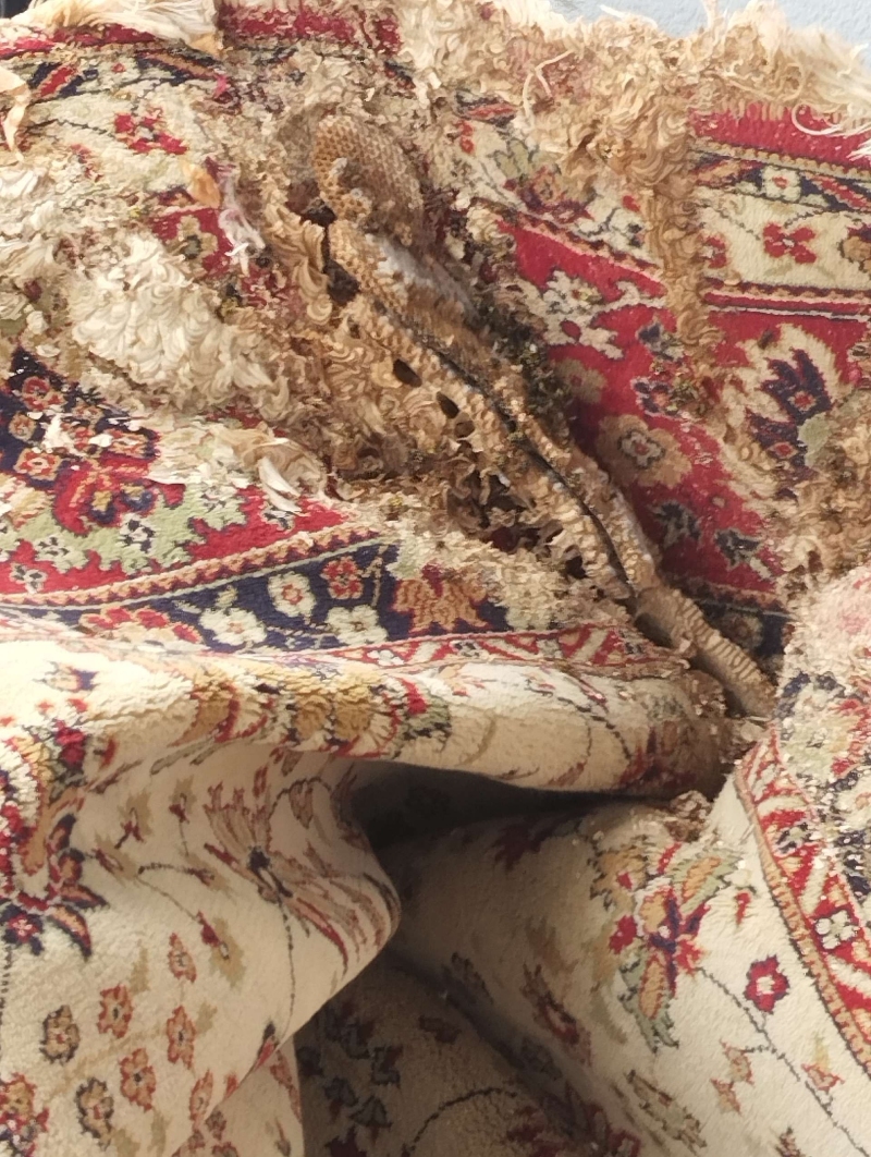 Wespen-entfernen Itingen