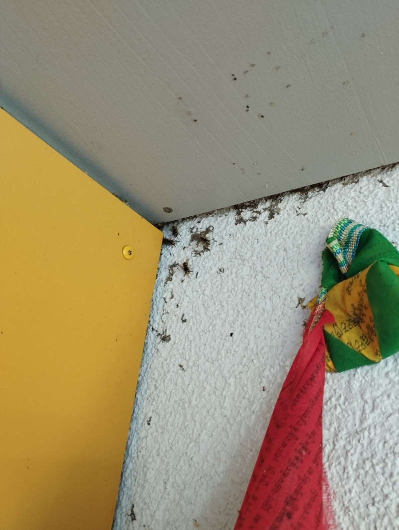 wespennest entfernen Kilchberg