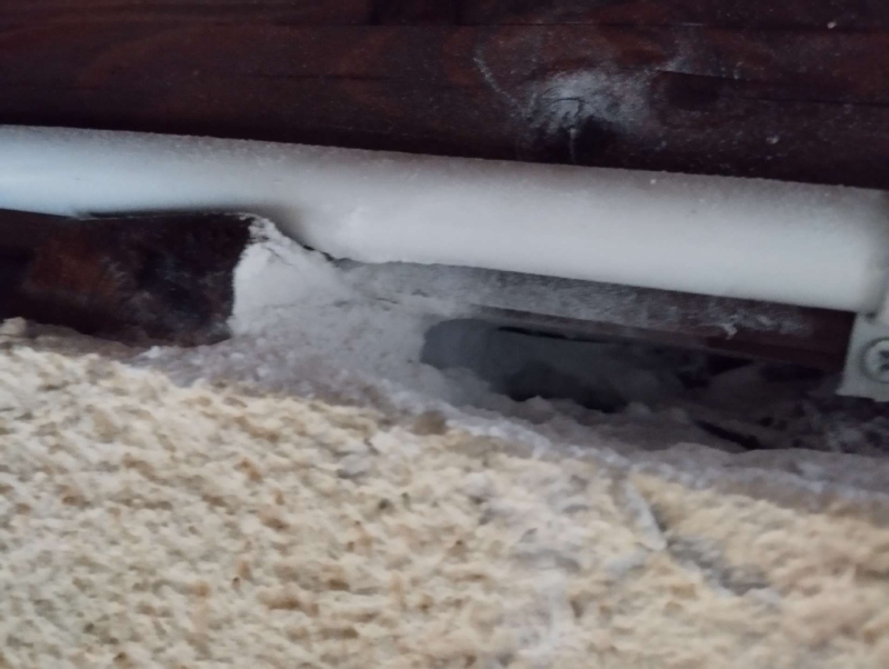 wespen-nest-basel Känerkinden.jpg