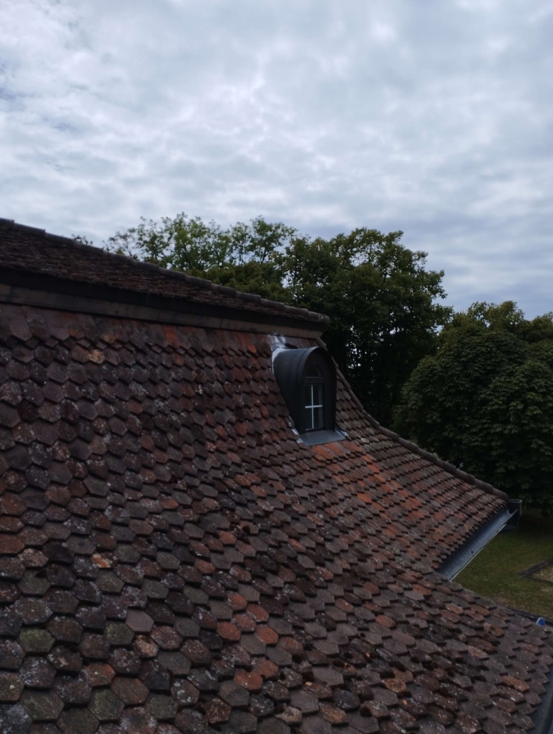 wespennest entfernen Lampenberg