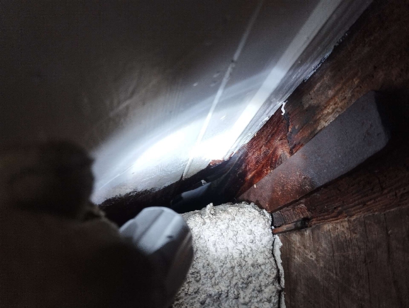 wespennest entfernen Langenbruck