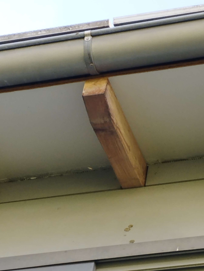 wespen-nest-basel Kilchberg.jpg