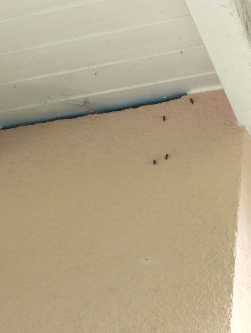 Wespen-entfernen Kilchberg