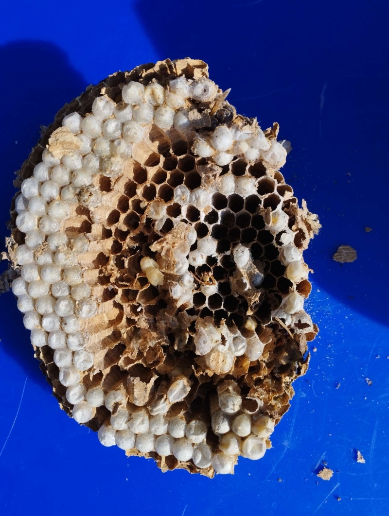 Wespen-entfernen Münchenstein