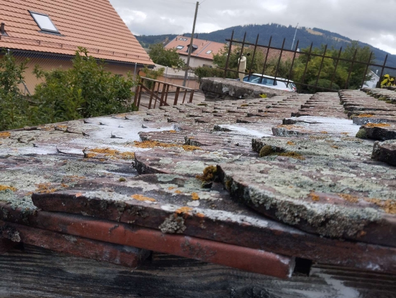 wespen-nest-basel Lampenberg.jpg