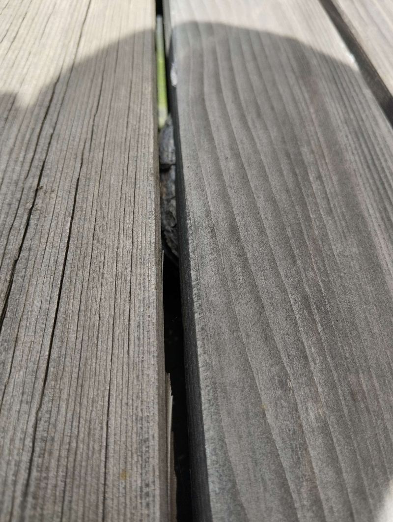 Wespen-entfernen Lampenberg