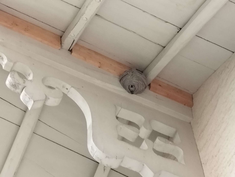 Wespen-entfernen Langenbruck