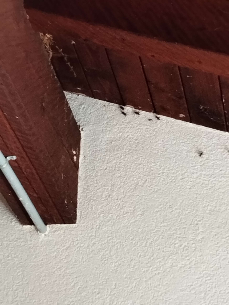 wespennest entfernen Lausen