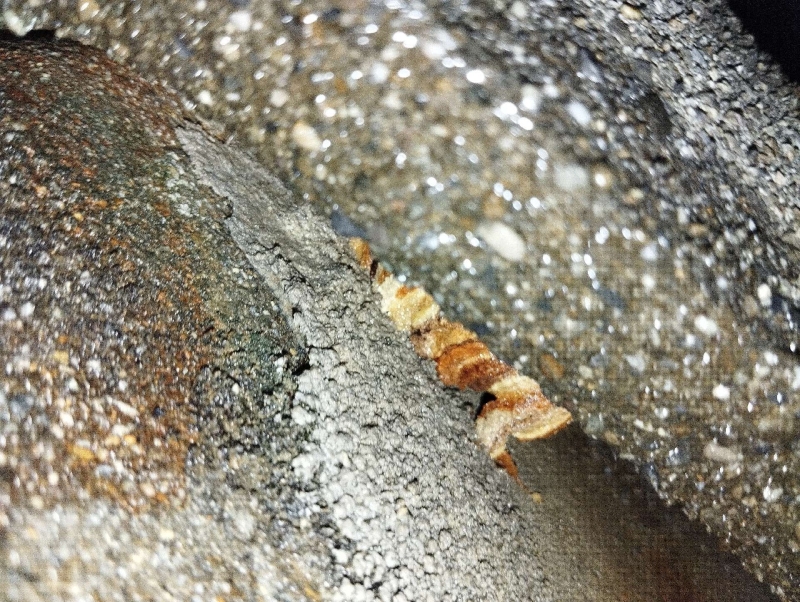 wespen-nest-basel Lauwil.jpg