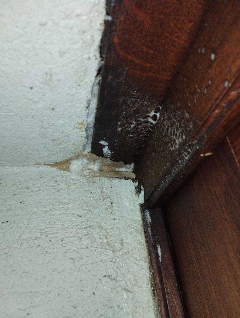 wespennest entfernen Nenzlingen