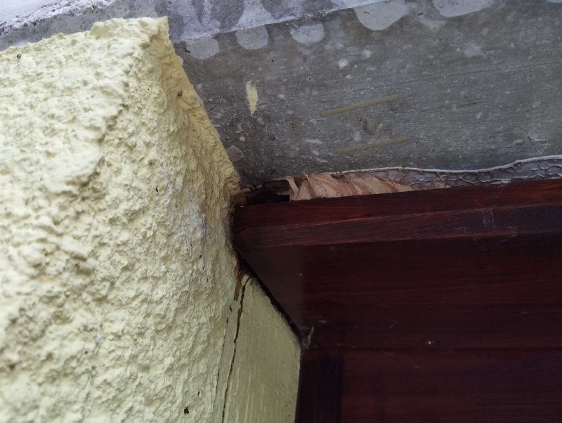 wespennest entfernen Lausen