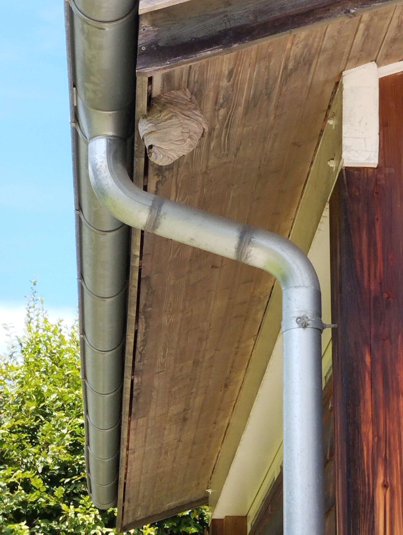 wespennest entfernen Lauwil