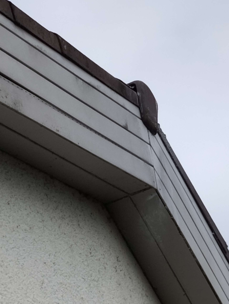 Wespen-entfernen Lauwil