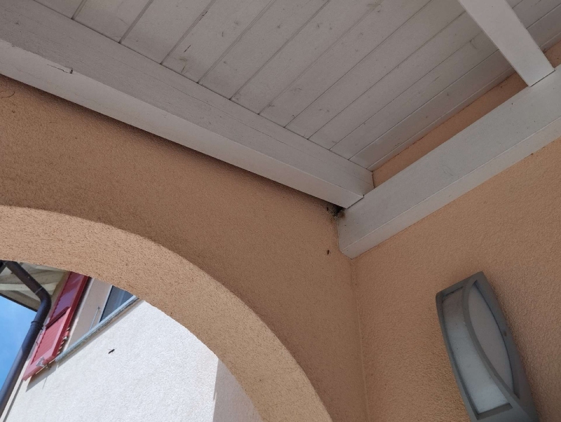 wespennest entfernen Nenzlingen