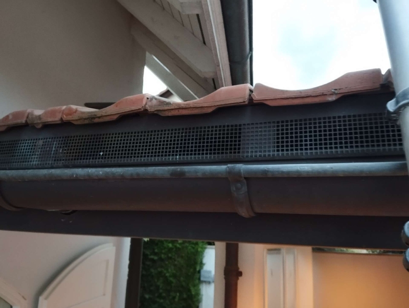 Wespen-entfernen Niederdorf