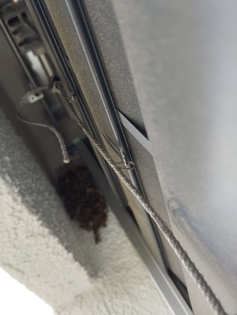 wespennest entfernen Pfeffingen