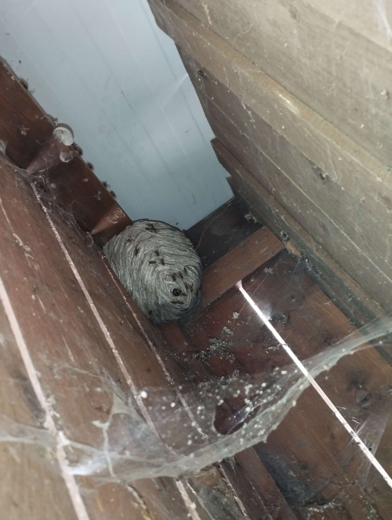 wespennest entfernen Muttenz