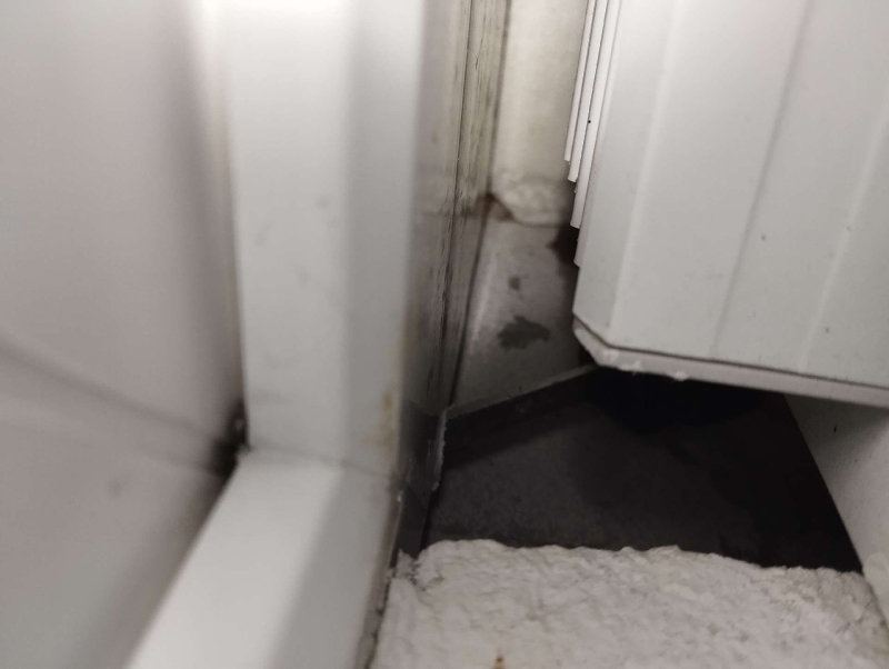 wespen-nest-basel Muttenz.jpg