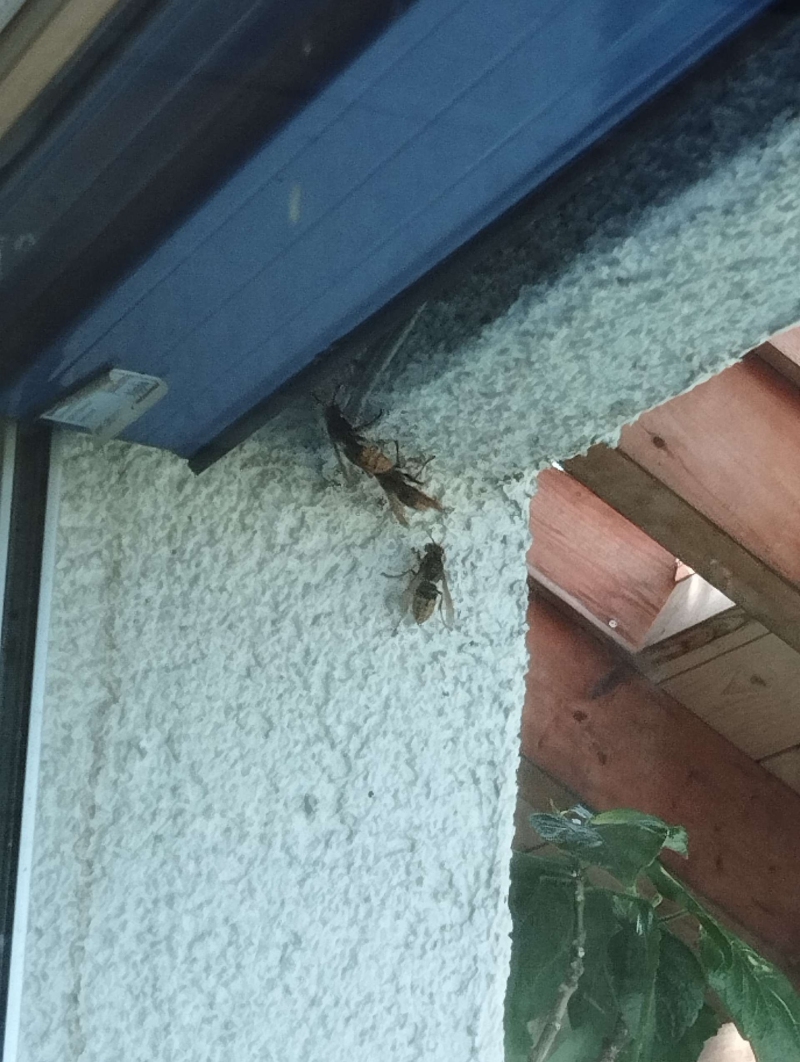 wespen-nest-basel Nenzlingen.jpg