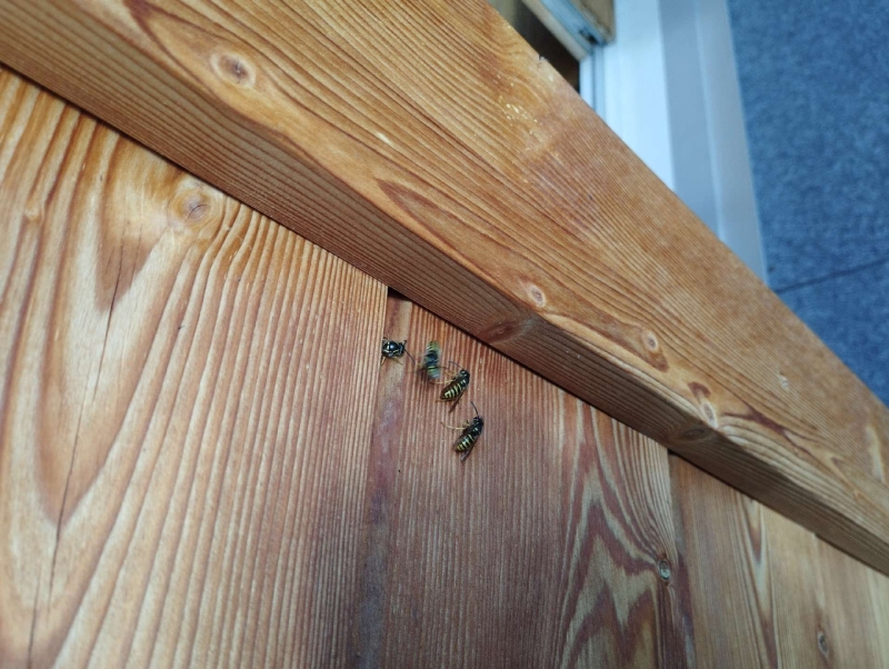 Wespen-entfernen Nusshof