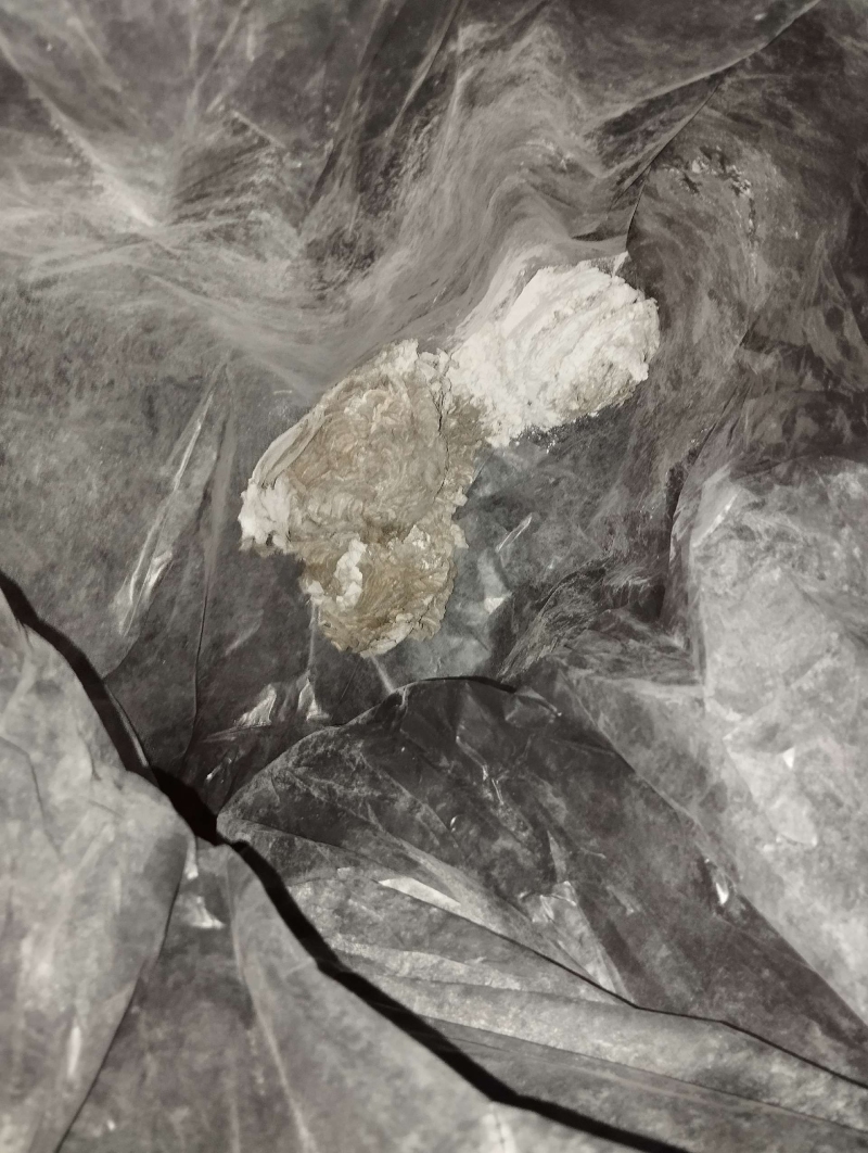 wespennest entfernen Roggenburg