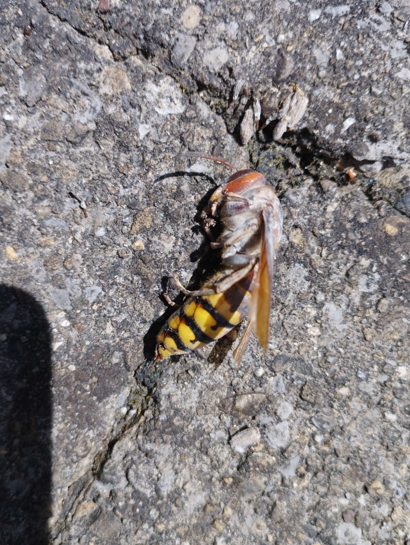 wespennest entfernen Rickenbach