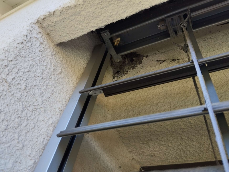 wespen-nest-basel Pfeffingen.jpg