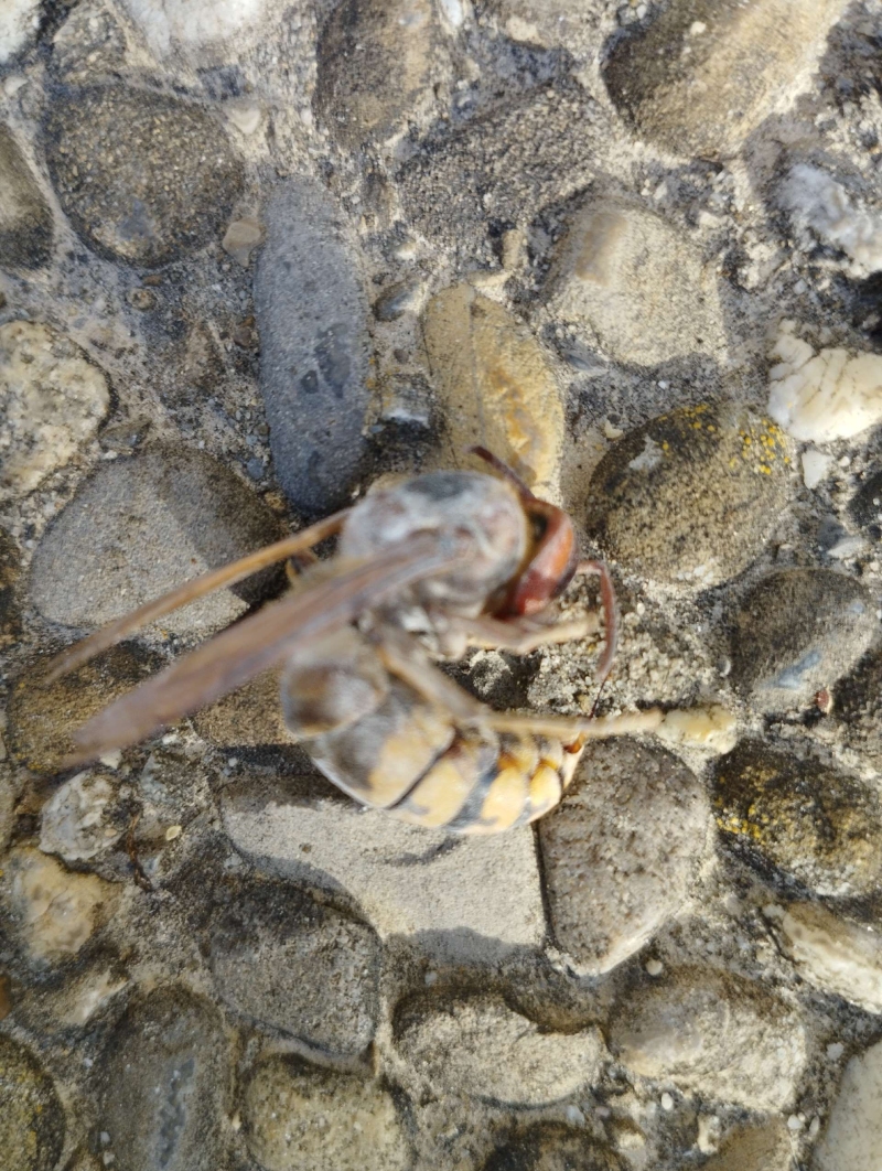 Wespen-entfernen Pfeffingen