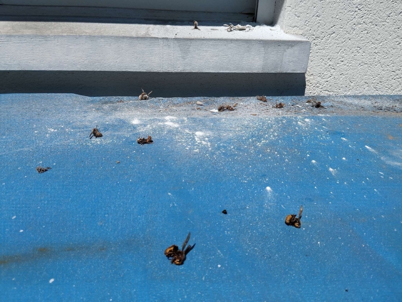 wespennest entfernen Pratteln