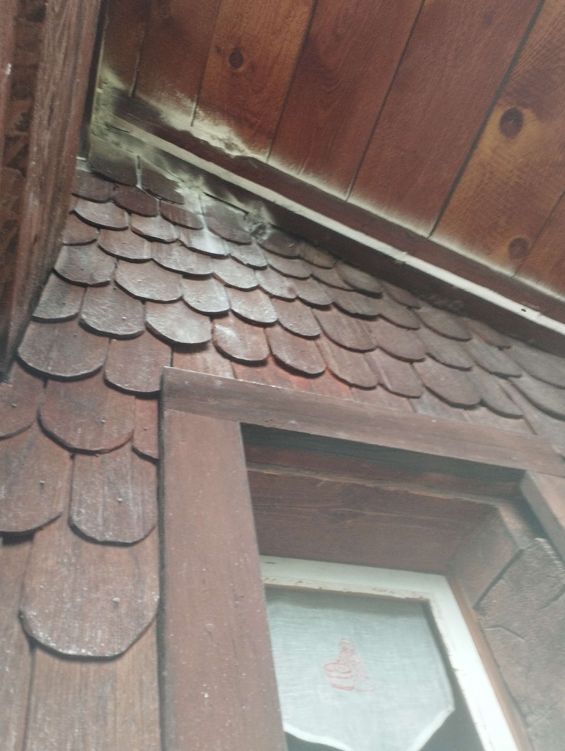 wespennest entfernen Pratteln