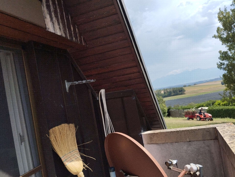 Wespen-entfernen Pratteln