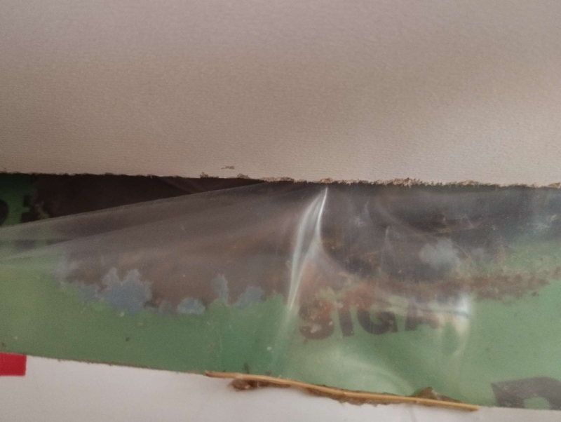 Wespen-entfernen Reinach