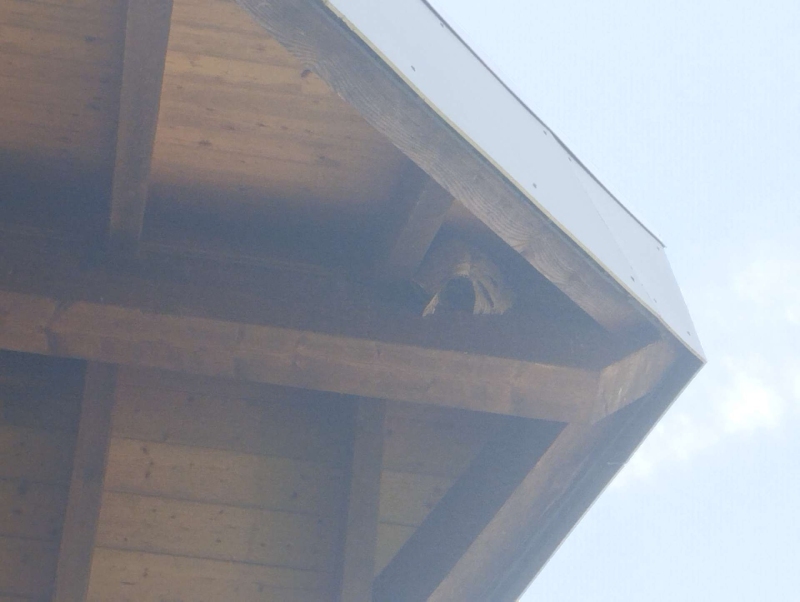 wespennest entfernen Rothenfluh