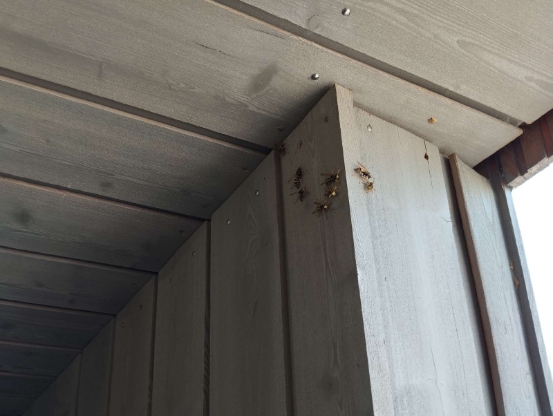 wespen-nest-basel Rickenbach.jpg