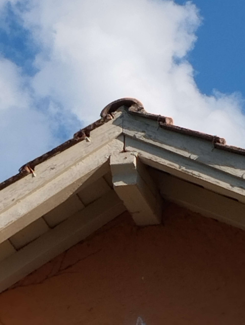 Wespen-entfernen Rickenbach