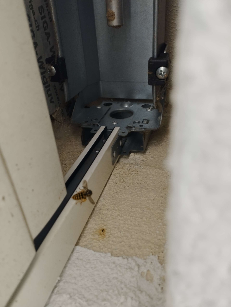 wespen-nest-basel Rothenfluh.jpg