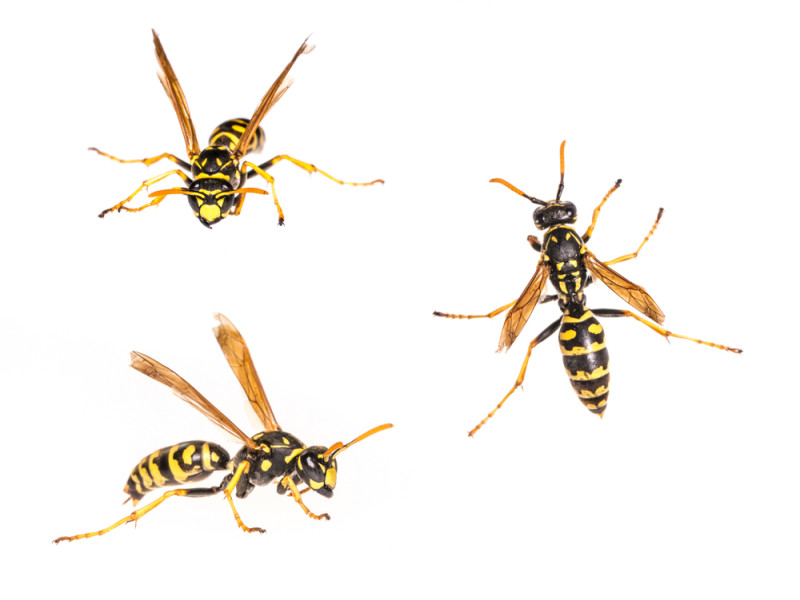 Haus-Feldwespe - Polistes dominula